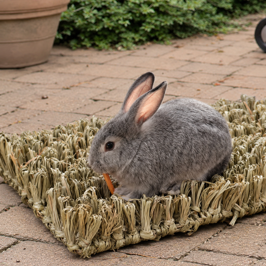 Natural Grass Enrichment Set for Rabbits, Guinea Pigs, Hamsters & Chinchillas
