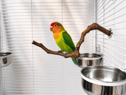 Natural Branch Bird Cage Perch